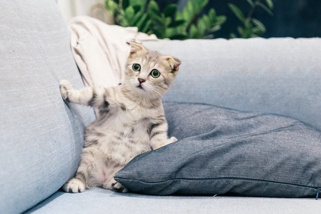 A scared kitten.