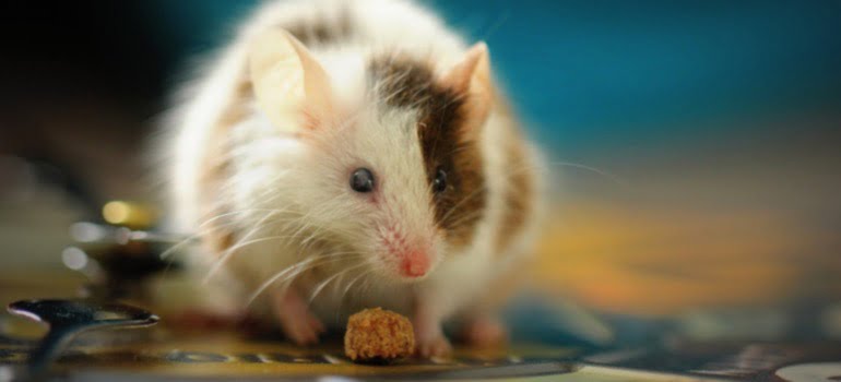 A mouse eating on the floor