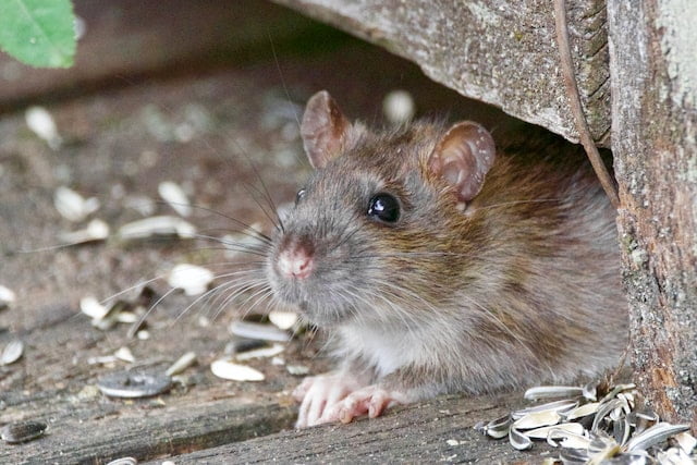 A rodent on the floor.