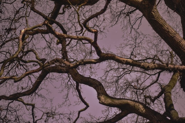 Tree branches in a shady sky.